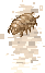 มอนสเตอร์ image: trapring