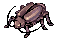 Thief Bug Female