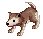 Baby Desert Wolf
