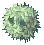 Rafflesia