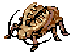 Golden Thief Bug