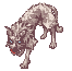 Coyote